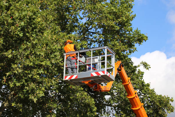 Reliable Andalusia, AL Tree Removal and Landscaping Services Solutions